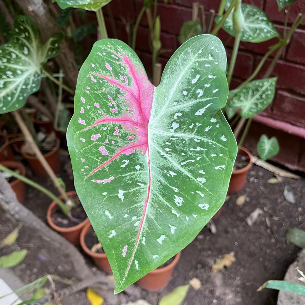Caladium "Pink Stardust" Plant – Pink Speckled Leaf Pattern Highlight