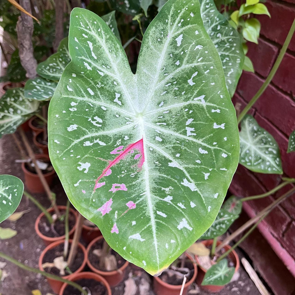 Caladium "Pink Stardust" Plant – Suitable for Indoor & Shaded Balcony Spots