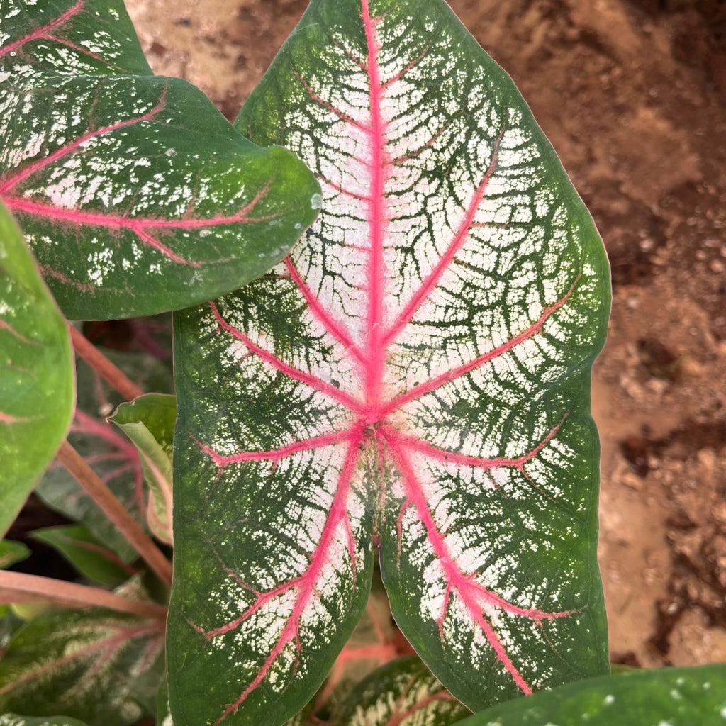 Caladium 'Red Star' Plant – Suitable for Indoor & Shaded Balcony Display