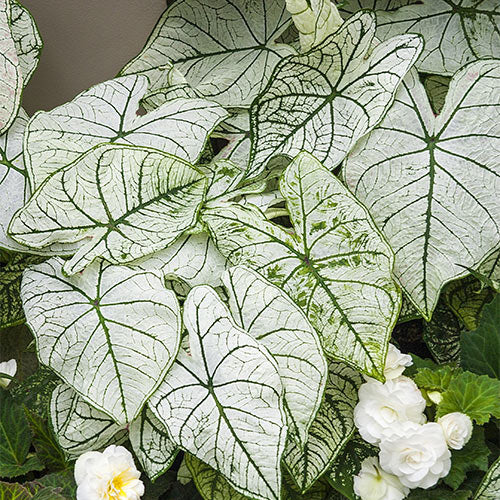 Caladium White Christmas (Bulbs)