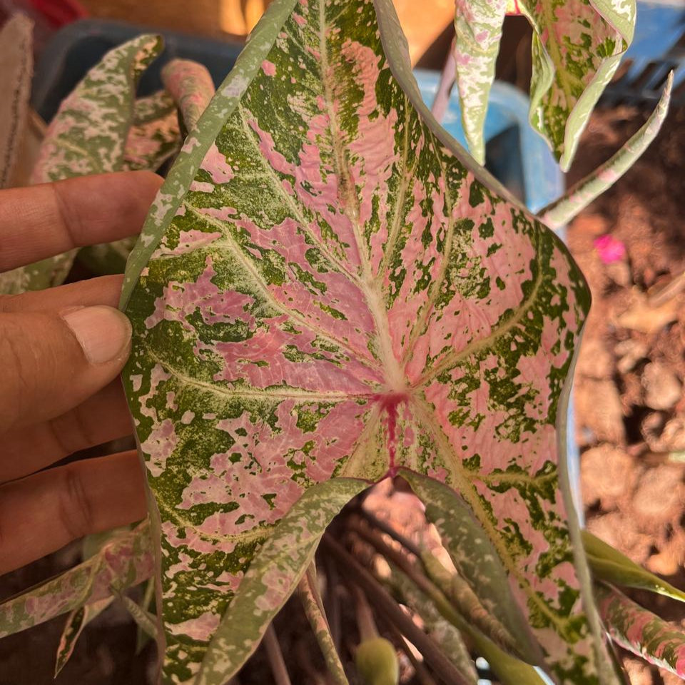 Caladium 'Candyland' Plant – Seasonal Decorative Leaf Form