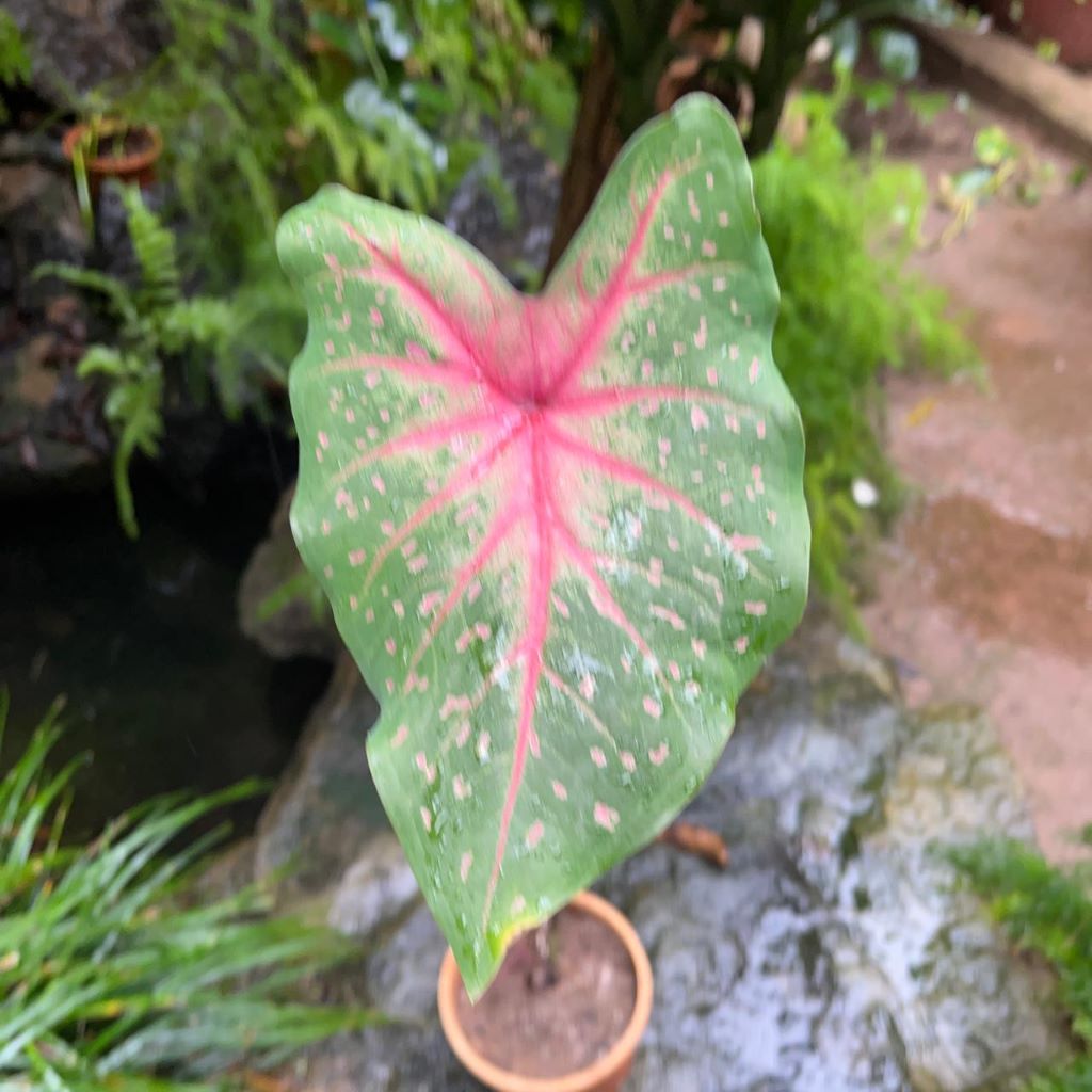 indoor plant with pink veins Caladium Pink Beauty Plant – Indoor Decorative Seasonal Foliage