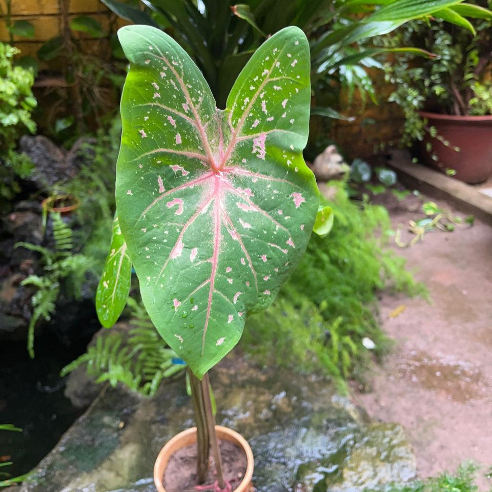 Caladium 'Pink Beauty' Plant – Soft Pink Leaf Color Highlight