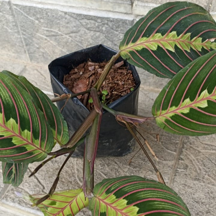 Maranta Leuconeura Fascinator Tricolour  Plant - myBageecha