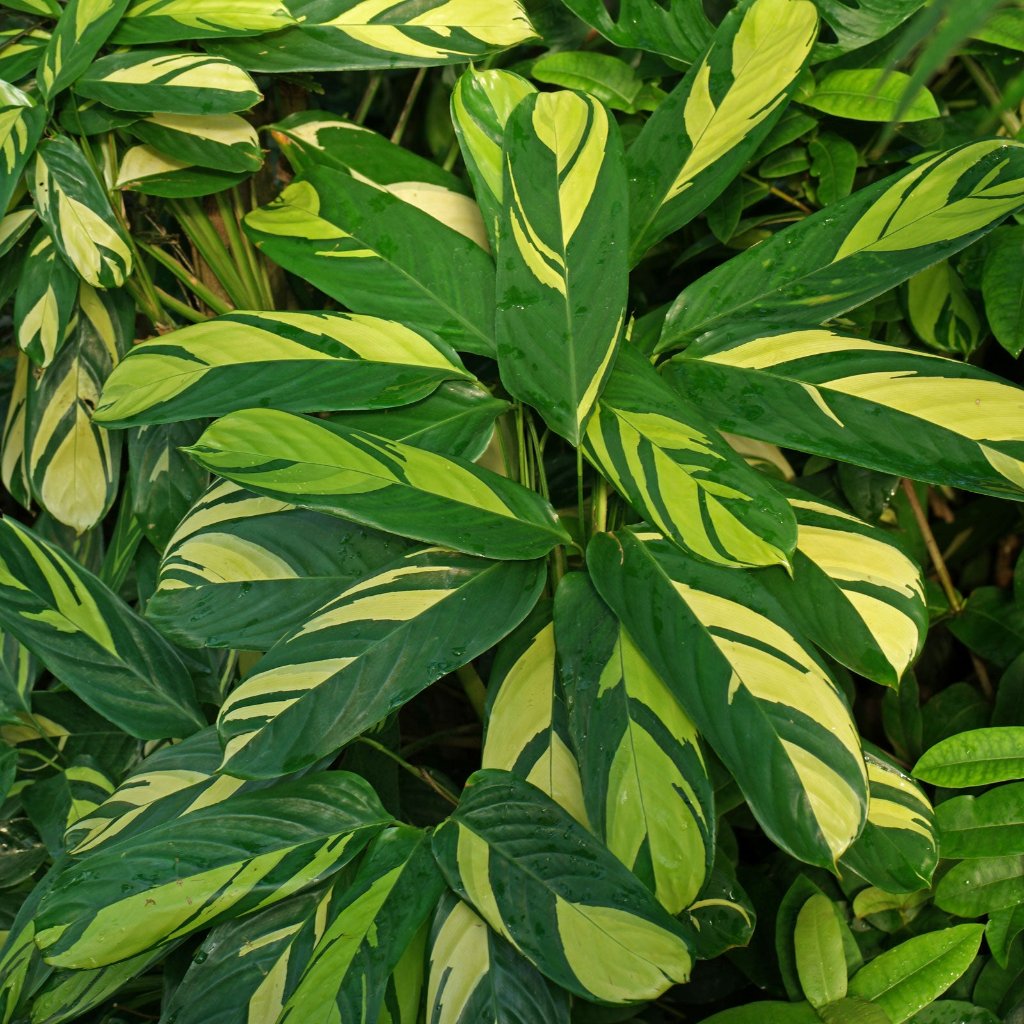 Calathea Gold Mosaic Plant – Yellow-Green Mosaic Leaf Pattern Close-Up