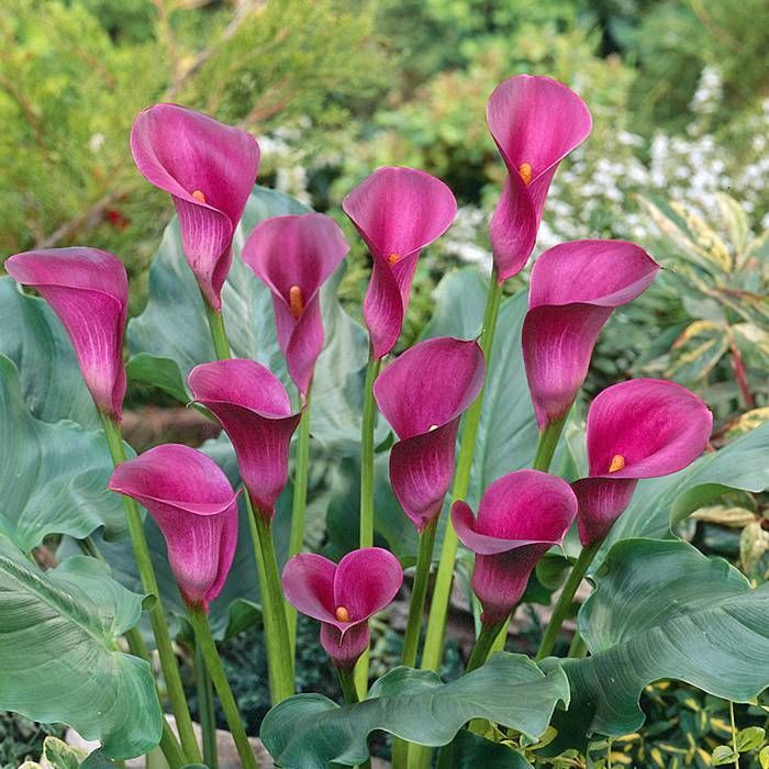 Calla Lily 'Ruby Sensation' (Bulbs)-myBageecha