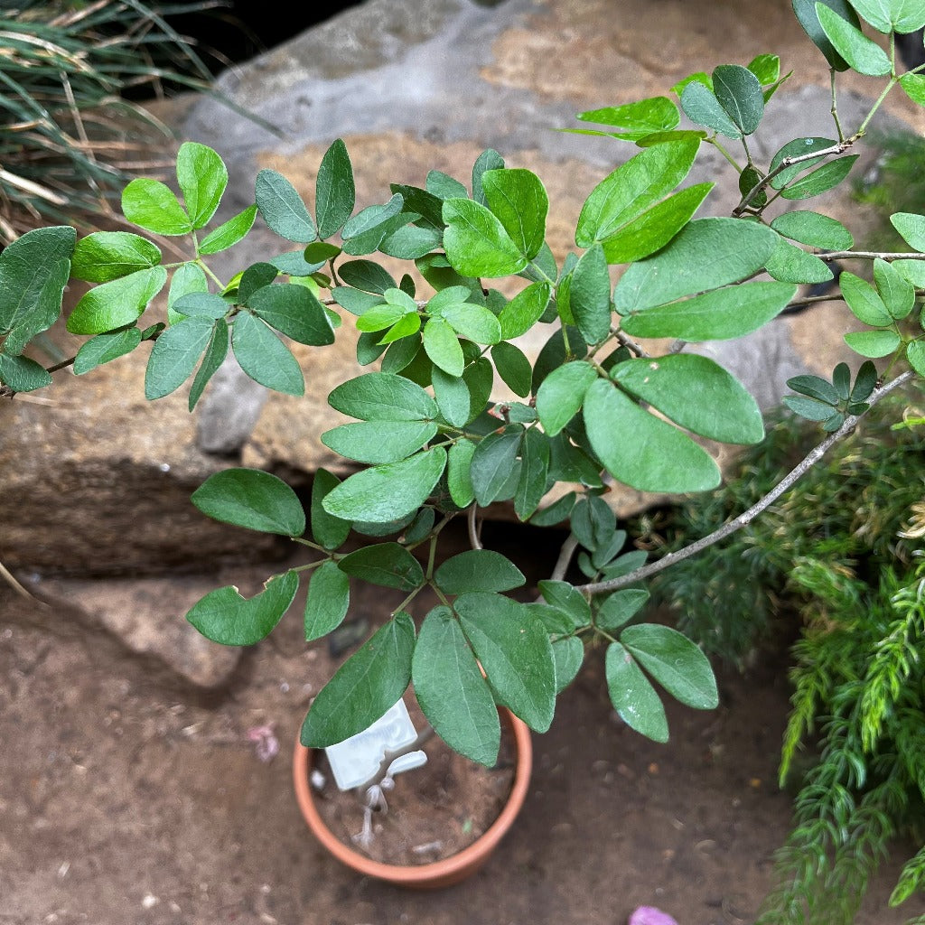 Calliandra Tergemina var. Emarginata-myBageecha