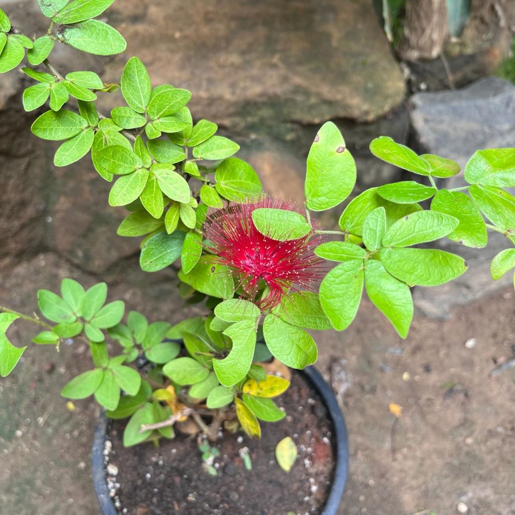 Calliandra Tergemina var. Emarginata Plant with bright green oval leaves and a prominent fluffy bright red flower, shown outdoors in a black plastic pot on a stone surface.