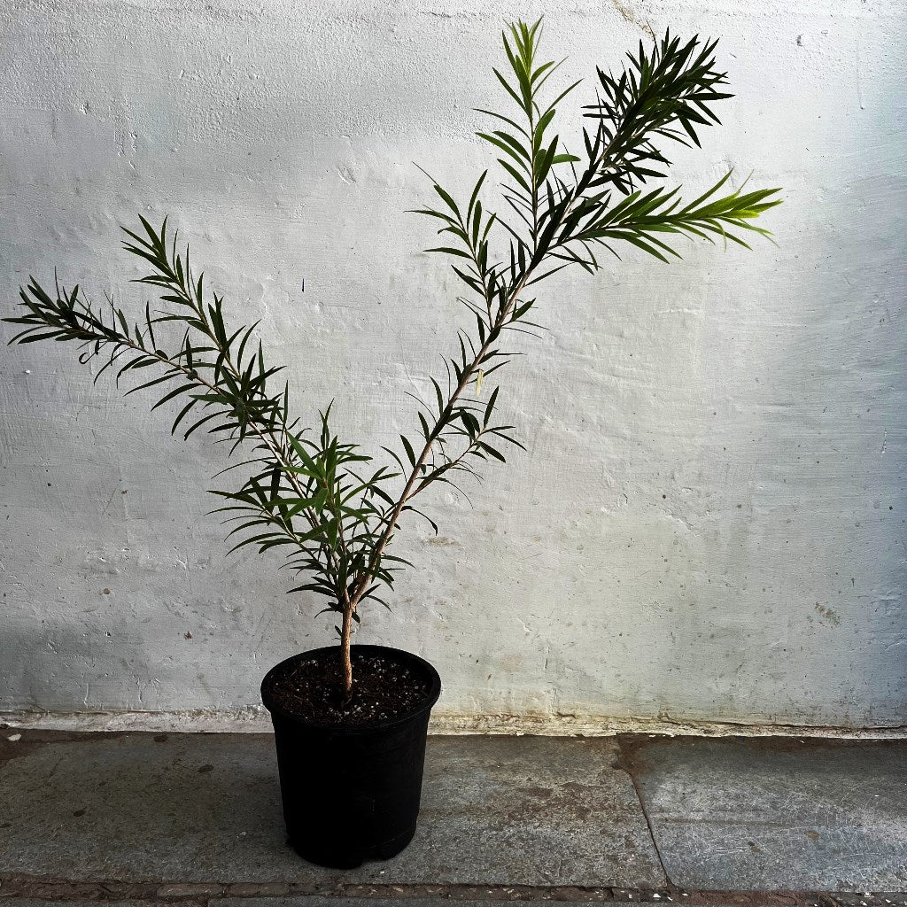 Callistemon Citrinus BottleBrush Plant - myBageecha