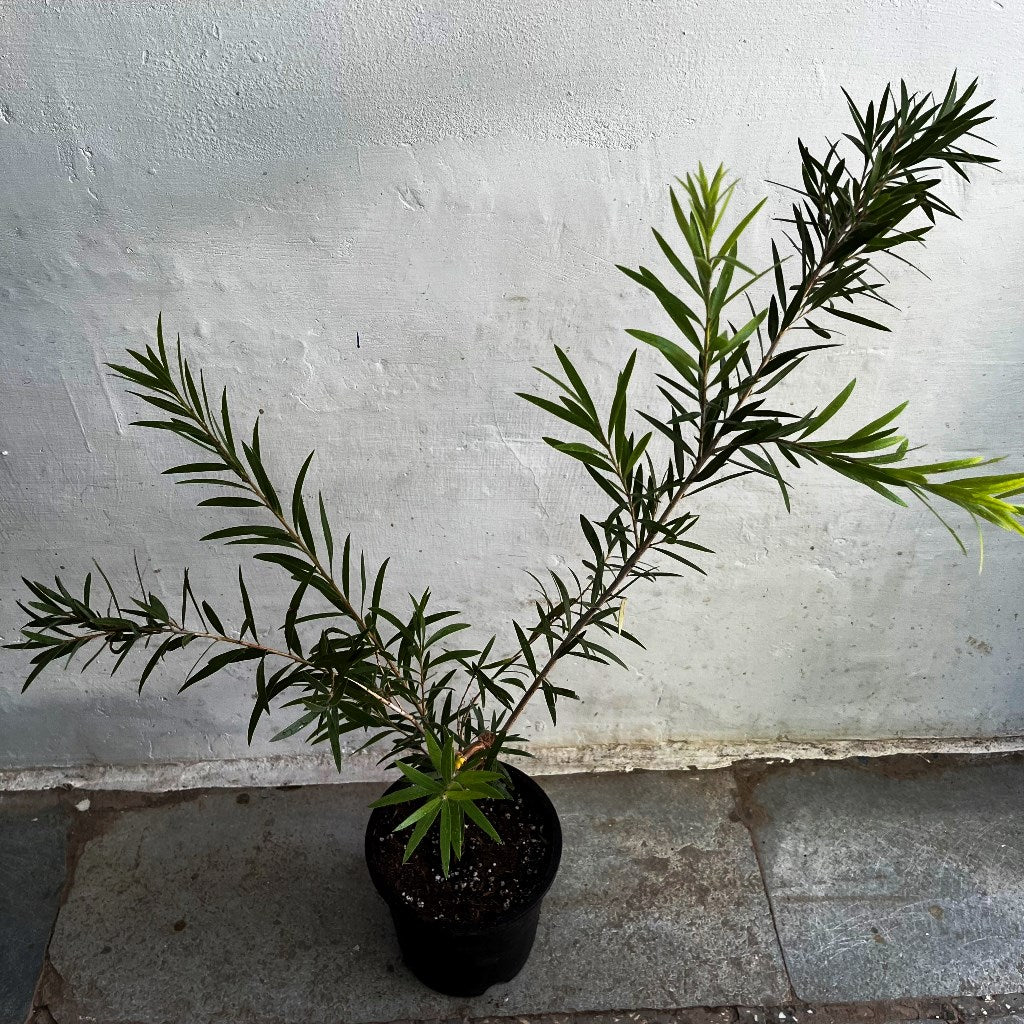Callistemon Citrinus BottleBrush Plant - myBageecha