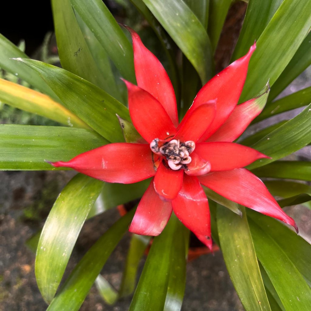Front view showing symmetrical leaves and center blush.