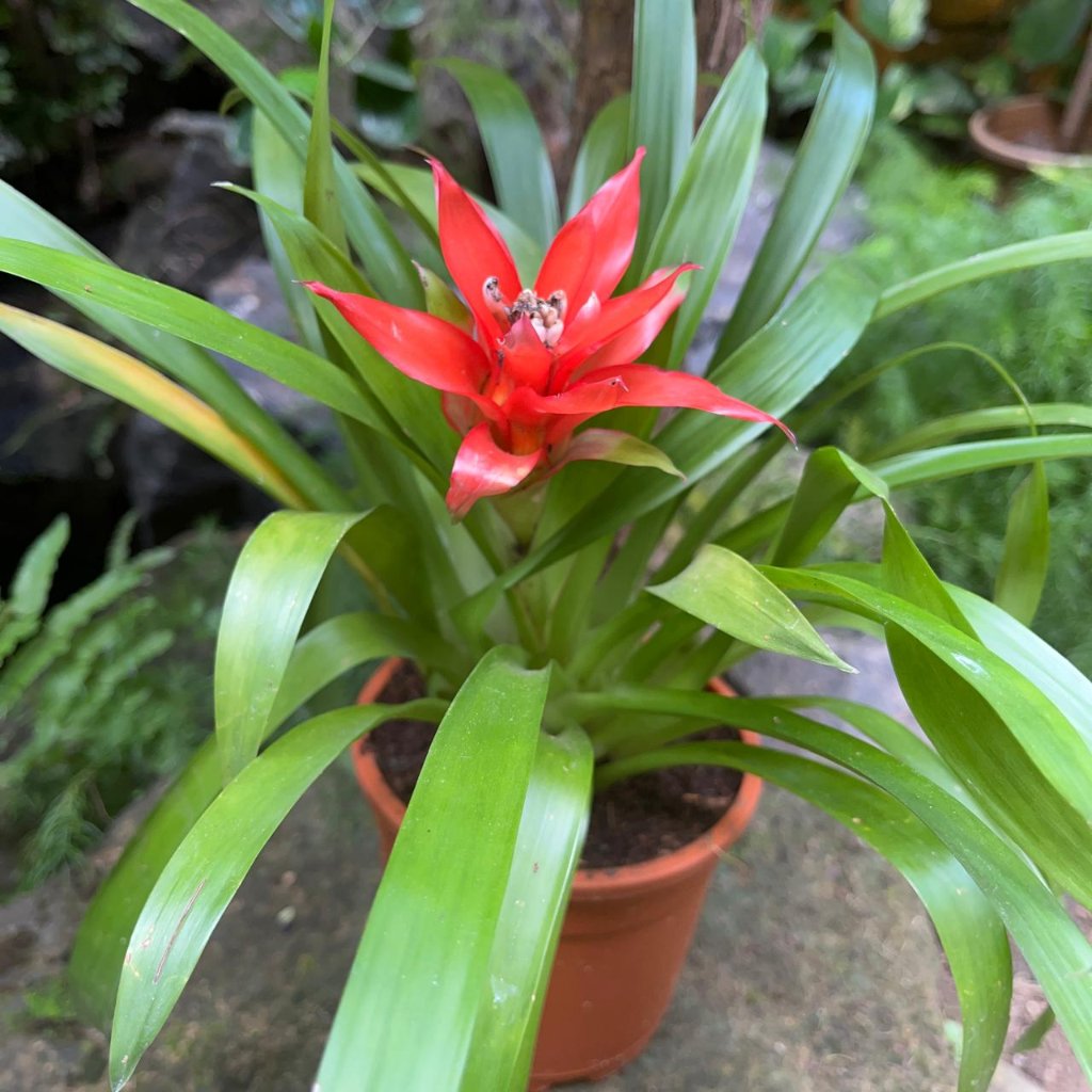 Top angle showing rosette depth and central tone highlight.