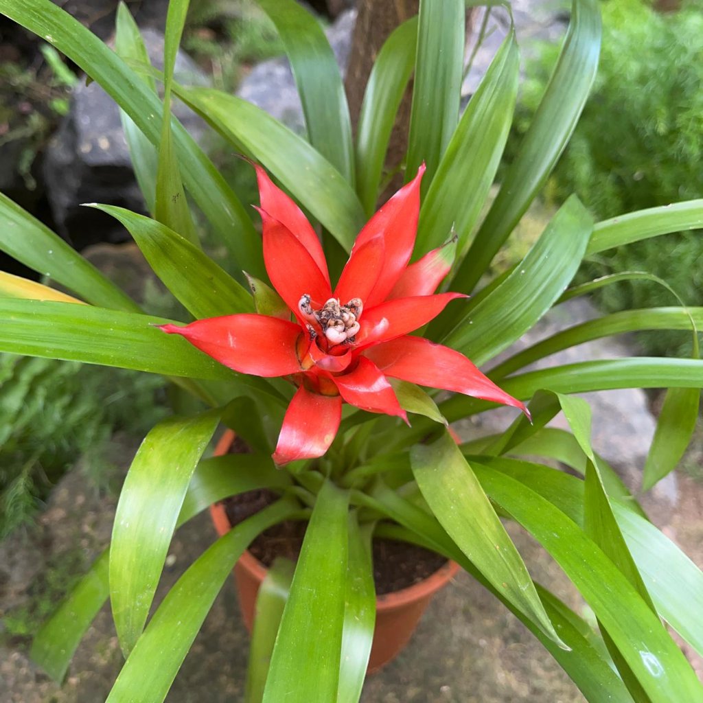 Canistropsis billbergioides Plant-myBageecha