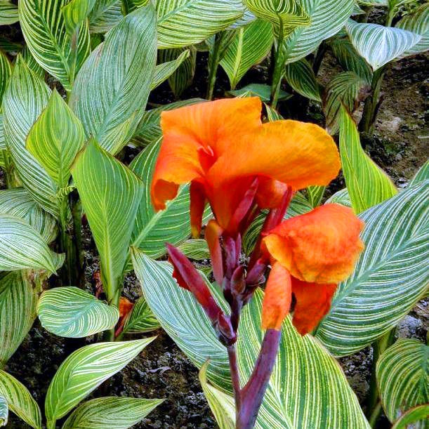 Canna Bengal Tiger-myBageecha