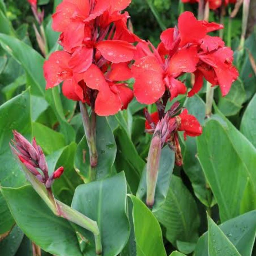 Canna Lily Coccinea Red & Carol's Yellow Mix-myBageecha