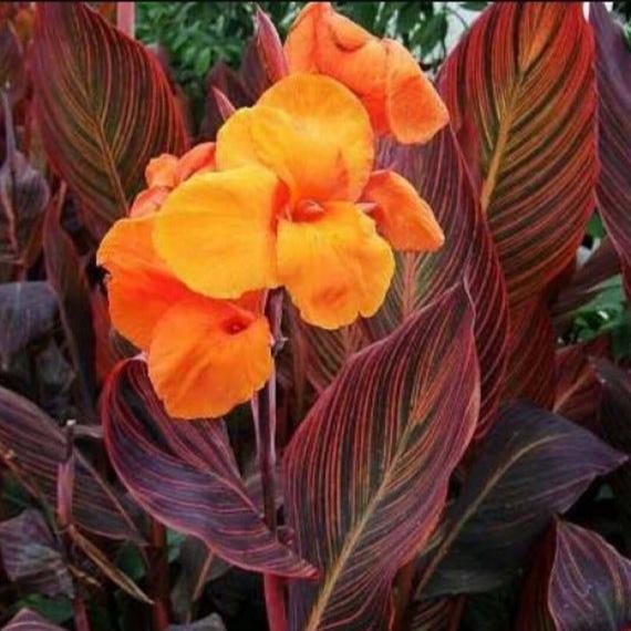 Canna Durban Rhizomes – Multicoloured Foliage & Orange Blooms