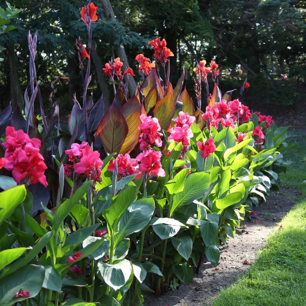 Cluster view of Canna Pink Magic rhizomes ready for garden planting mybageecha