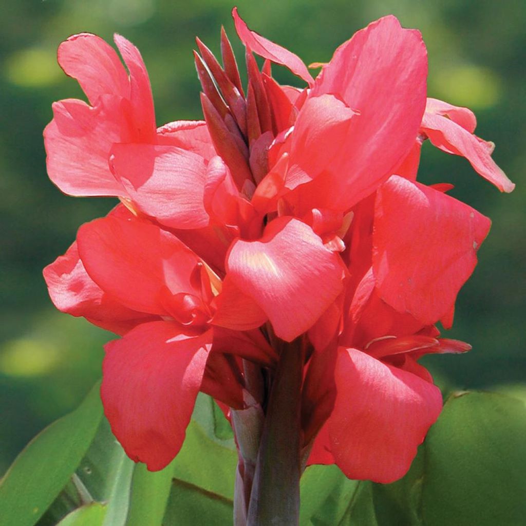 Canna Pink Magic-myBageecha
