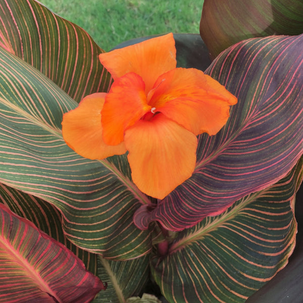 Close-up view of Canna Durban bulbs displaying natural texture and bulb structure mybageecha