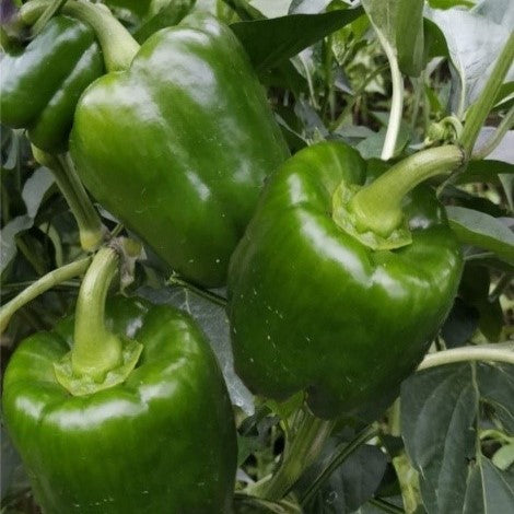 Capsicum Samriddhi annual hybrid crop – myBageecha