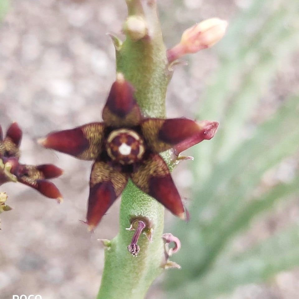 Caralluma fimbriata