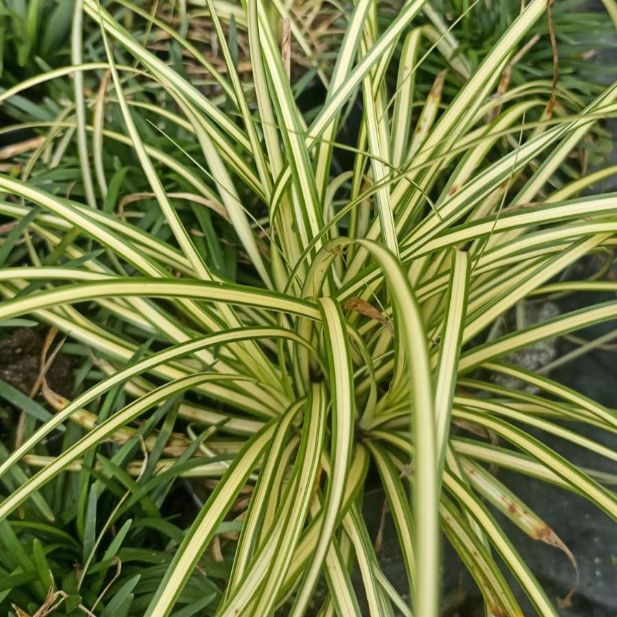 Carex ornithopoda 'Variegata' Plant – Outdoor Decorative Foliage – myBageecha