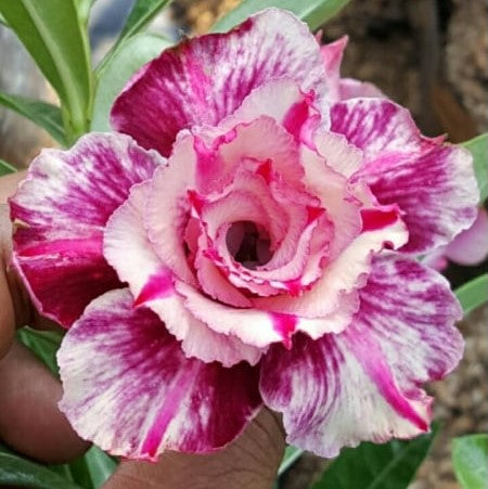 Celestial Whisper Adenium-myBageecha