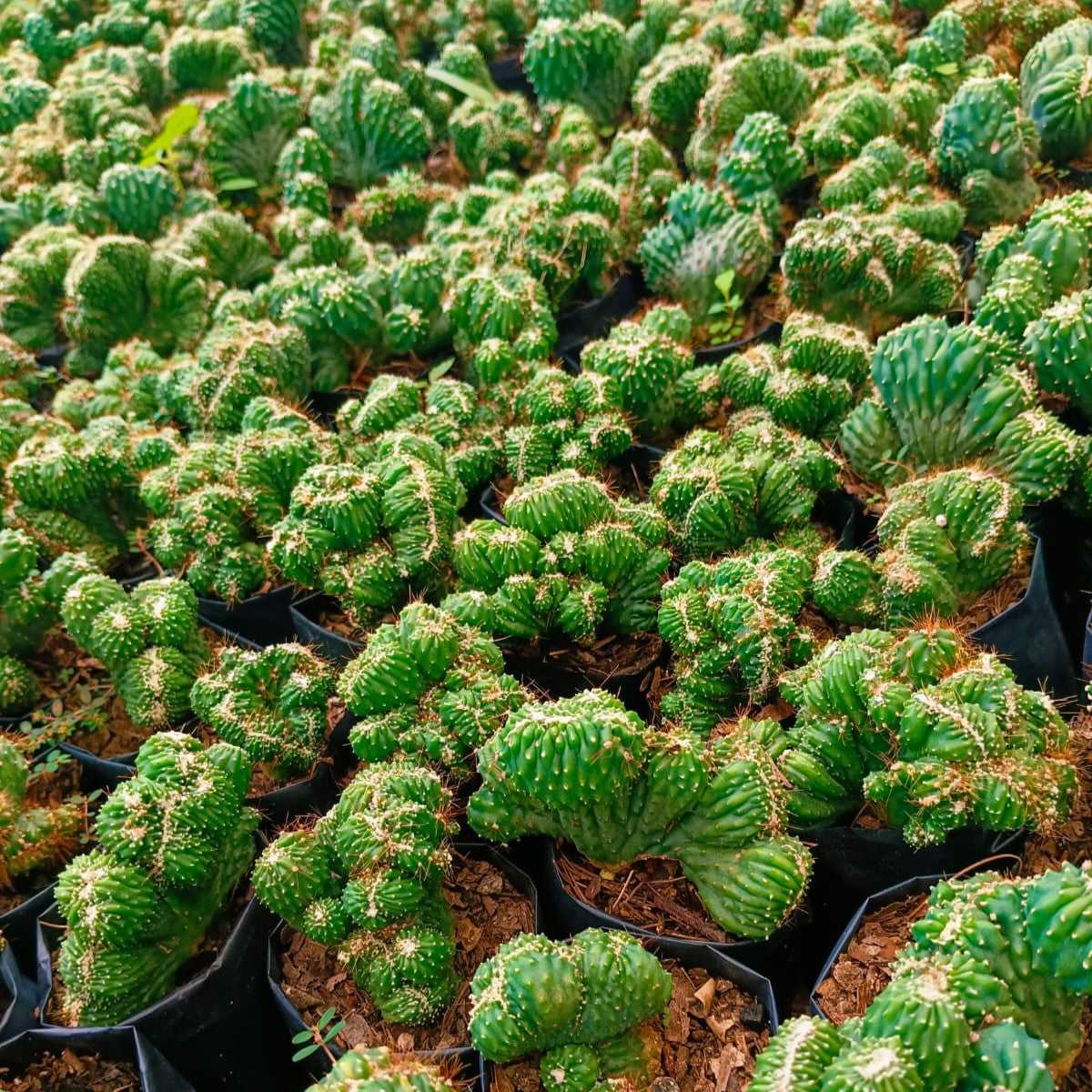 Cereus Forbesii Crest Ming Thing Cactus Plant - myBageecha