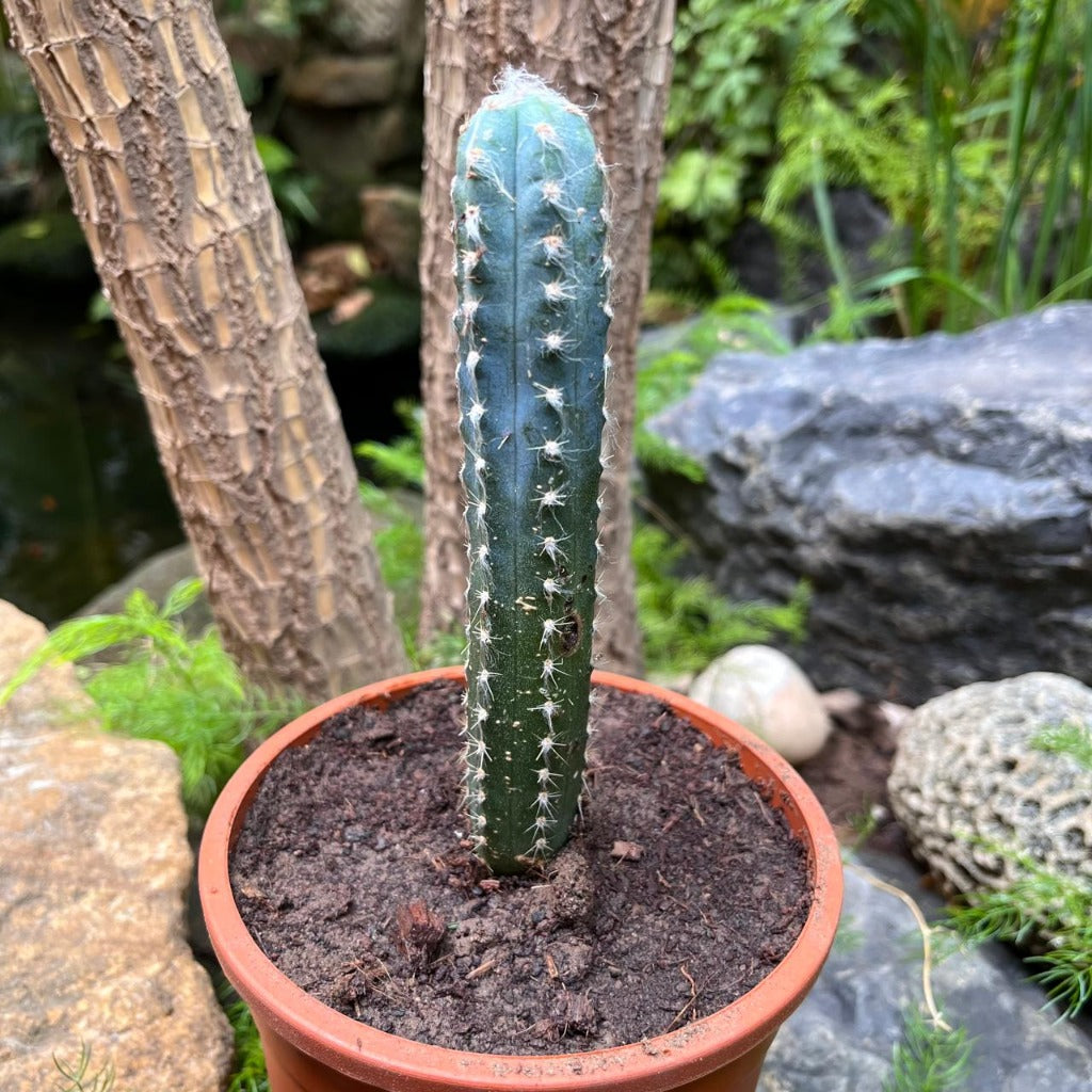Cereus Peruvianus Cactus Plant - myBageecha