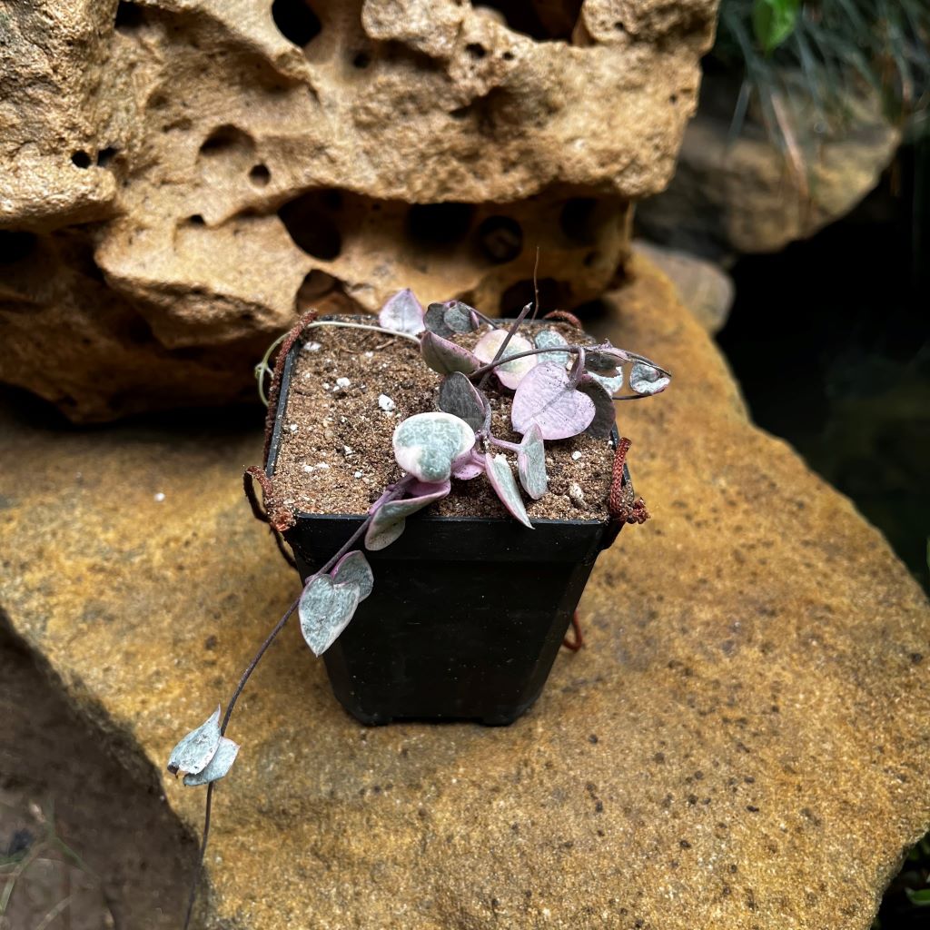 Ceropegia Woodii Variegated String of hearts Succulent Plant - myBageecha