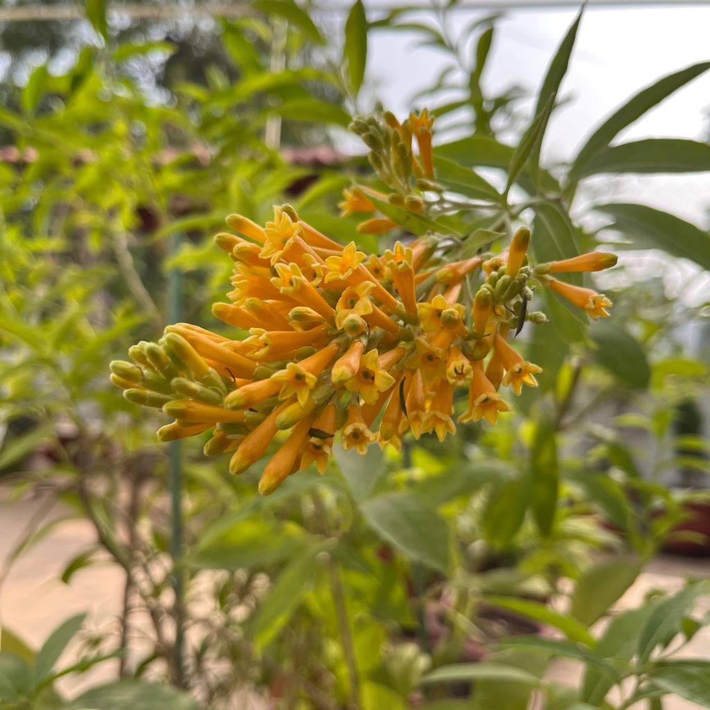 Orange Jessamine Plant - myBageecha