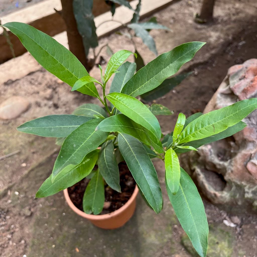 Orange Jessamine Plant - myBageecha