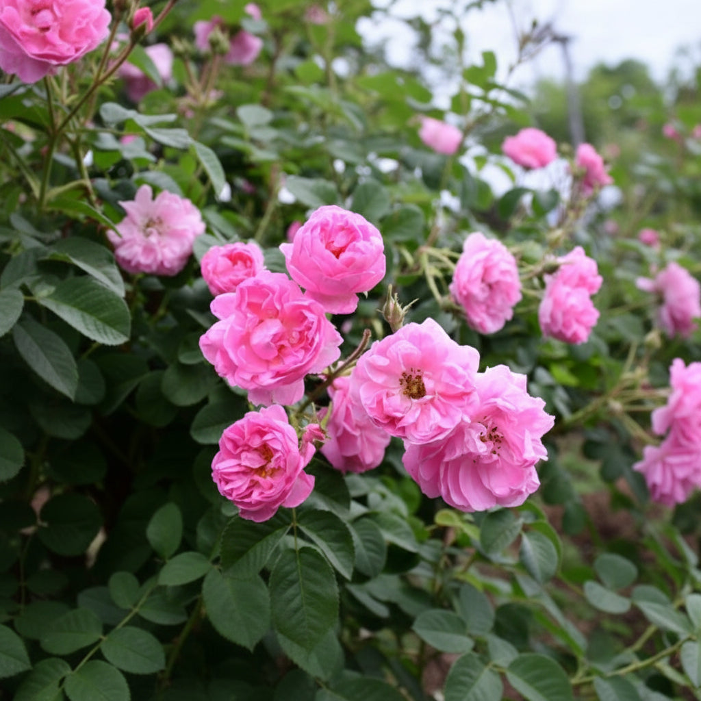 Rosa indica – Desi Gulab (Chaitri Gulab) Plant-myBageecha