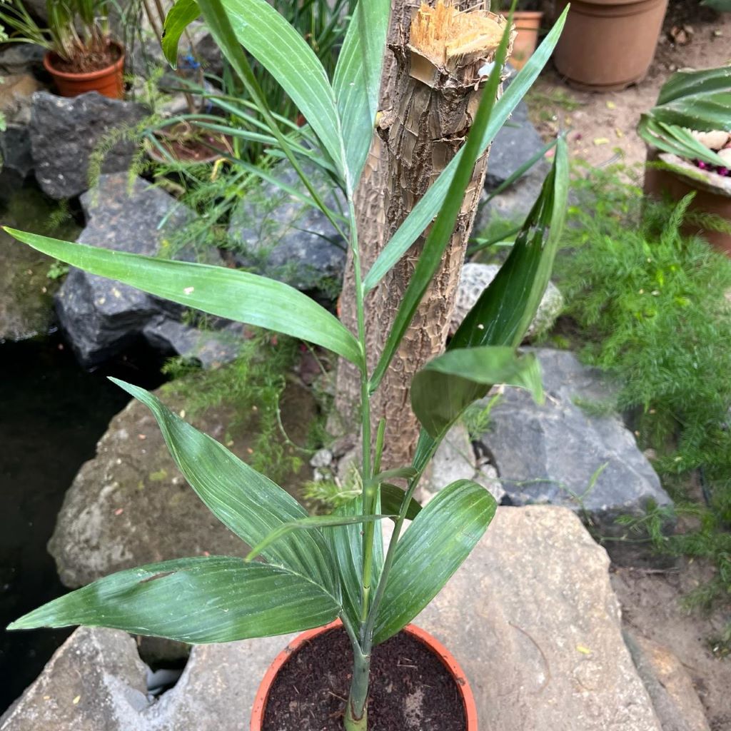 Bamboo Palm Plant – Soft Vertical Leaf Spread Form