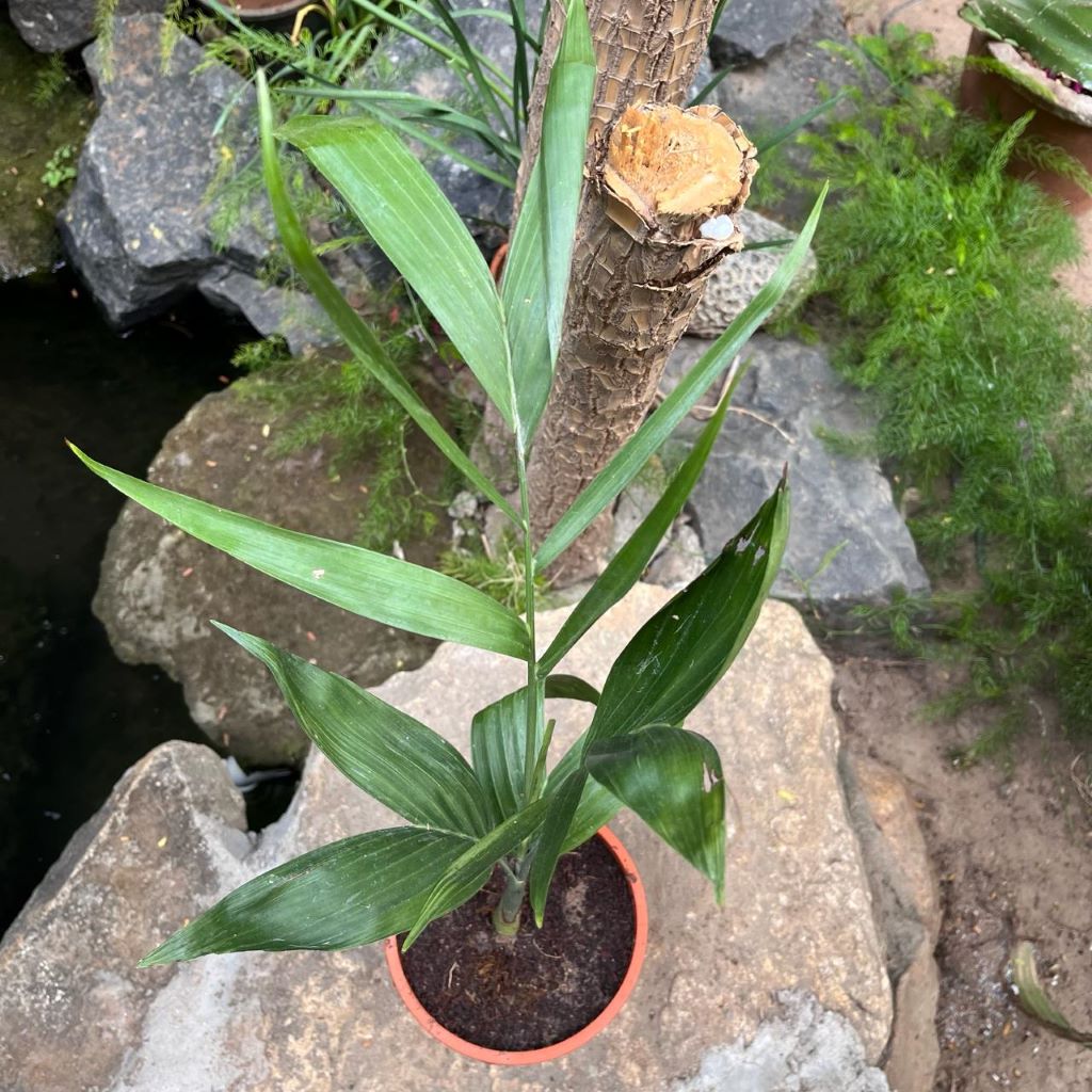 Bamboo Palm Plant – Suitable for Office & Living Room Corners