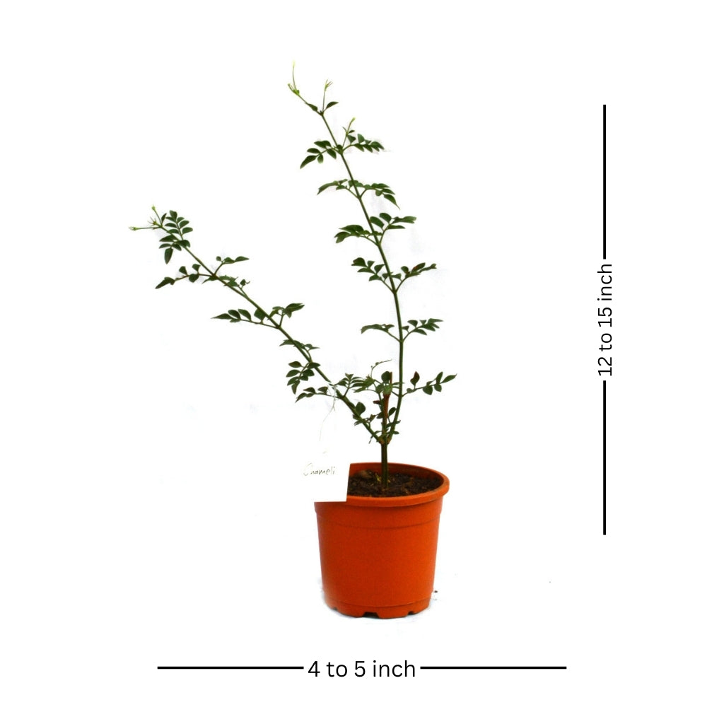 Jasminum Grandiflorum Chameli Plant - myBageecha