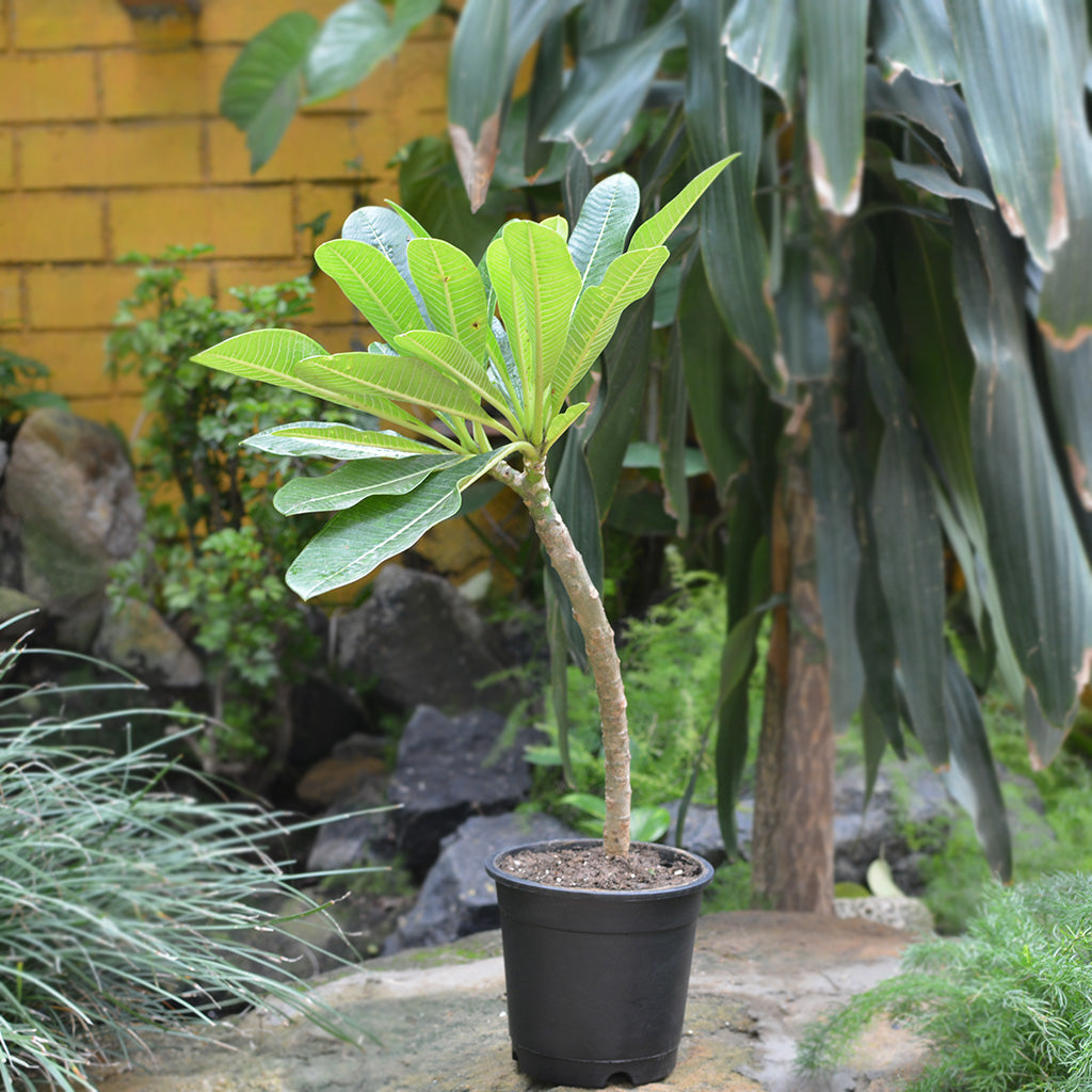 Plumeria Rubra White Champa Plant - myBageecha