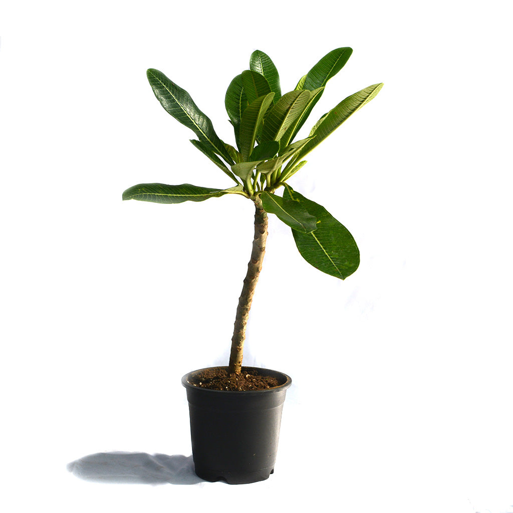 Plumeria Siam Red Champa Plant - myBageecha