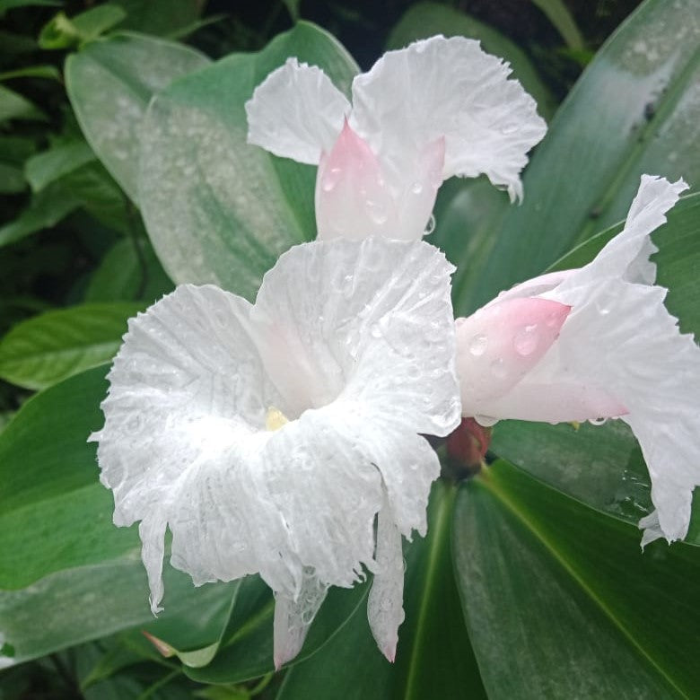 Costus Speciosus (Bulbs)
