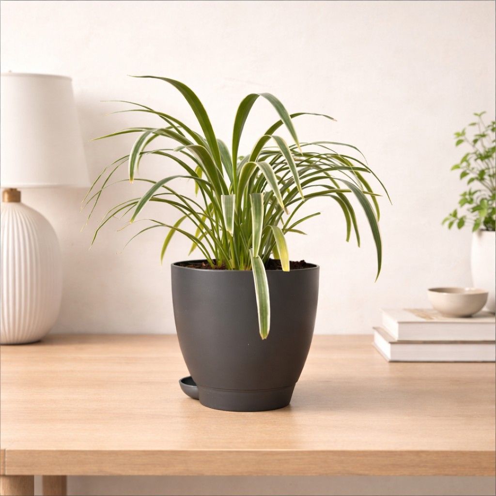 Chlorophytum Comosum Spider Plant – Indoor Air Purifying Hanging Foliage side view – myBageecha