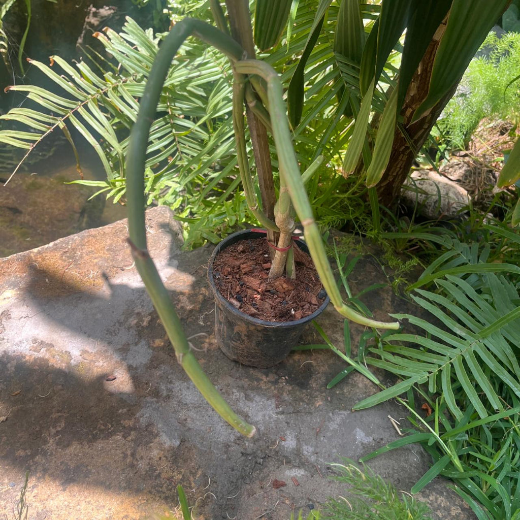Cissus Subaphylla Succulent Plant front view