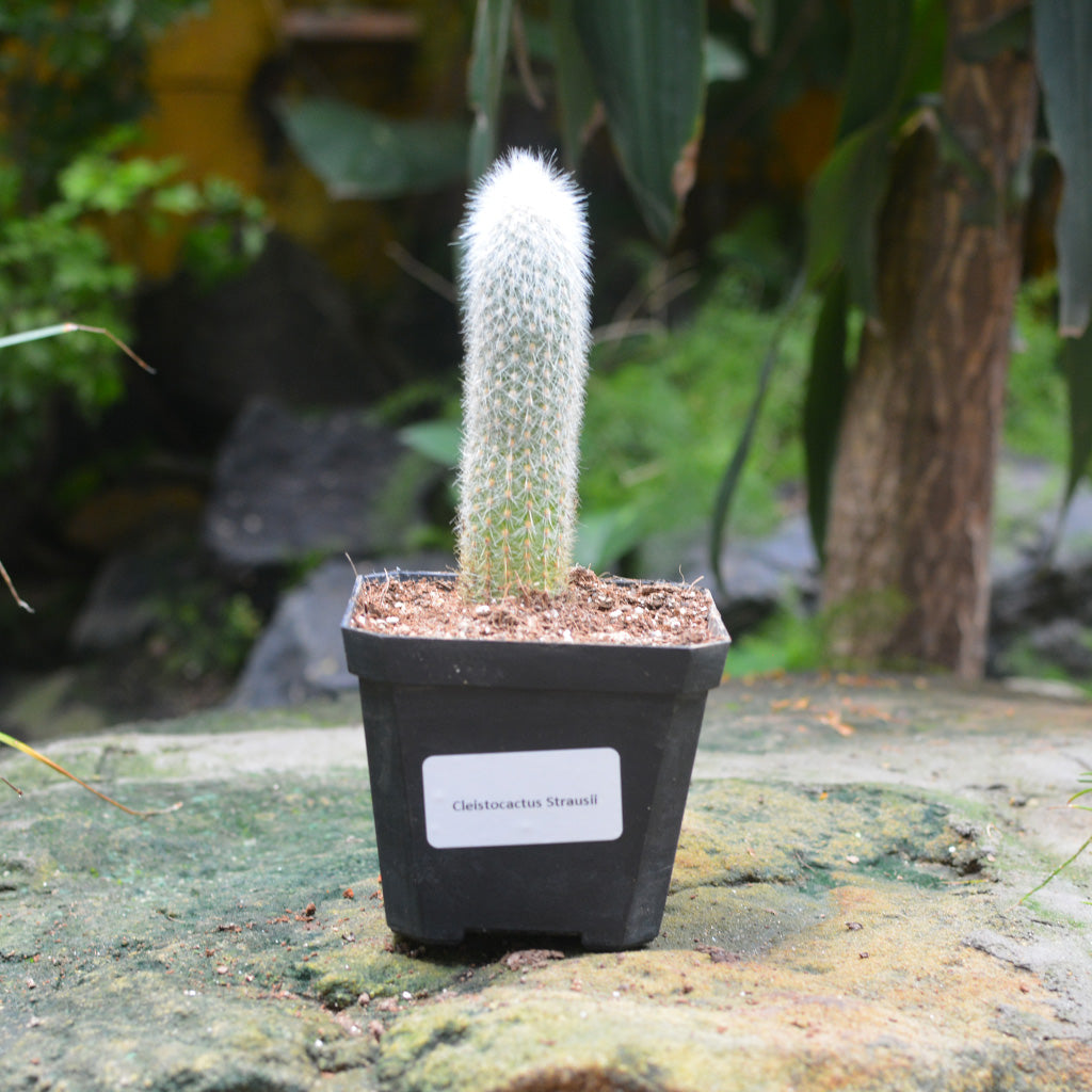 Cleistocactus Strausii Wooly Torch Cactus Plant - myBageecha