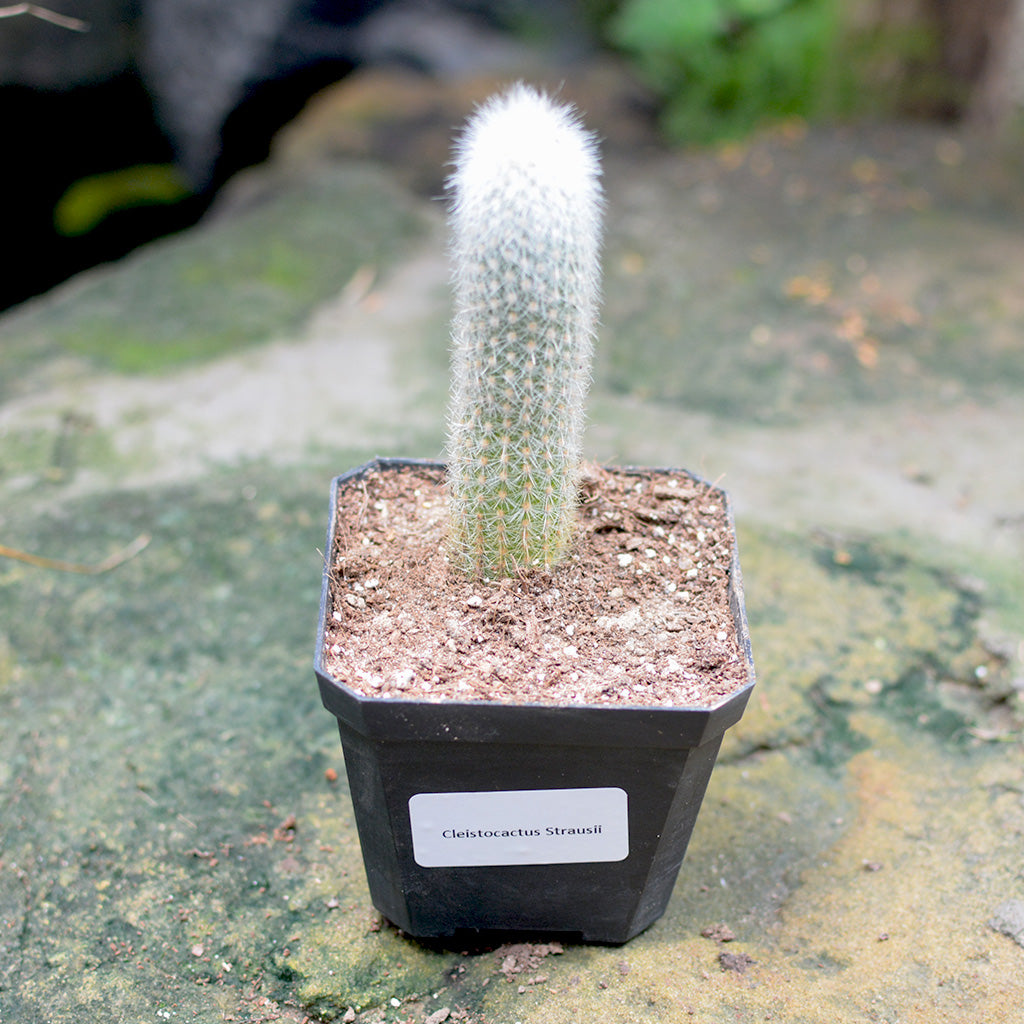 Cleistocactus Strausii Wooly Torch Cactus Plant - myBageecha