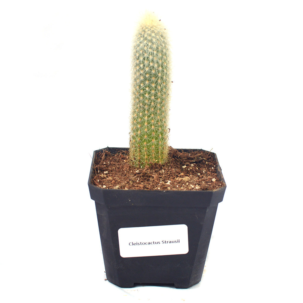 Cleistocactus Strausii Wooly Torch Cactus Plant - myBageecha