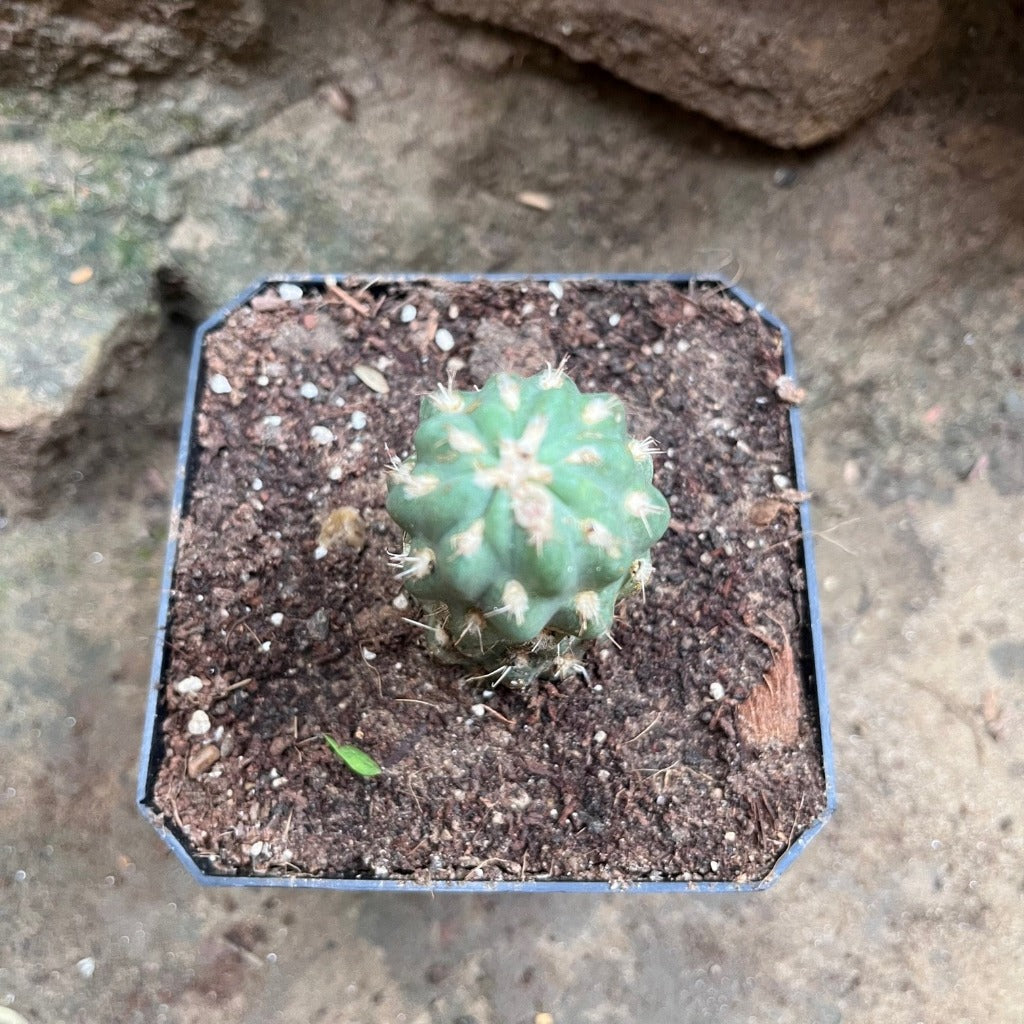 Cleistocactus fieldianus subsp. tessellatus Cactus Plant - myBageecha