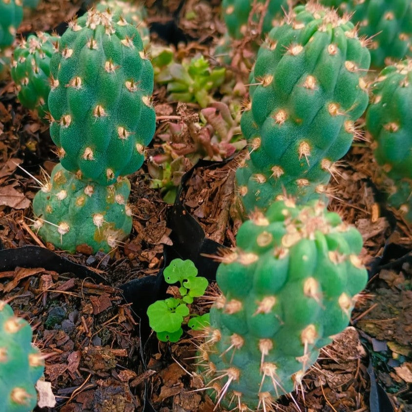 Cleistocactus fieldianus subsp. tessellatus Cactus Plant - myBageecha
