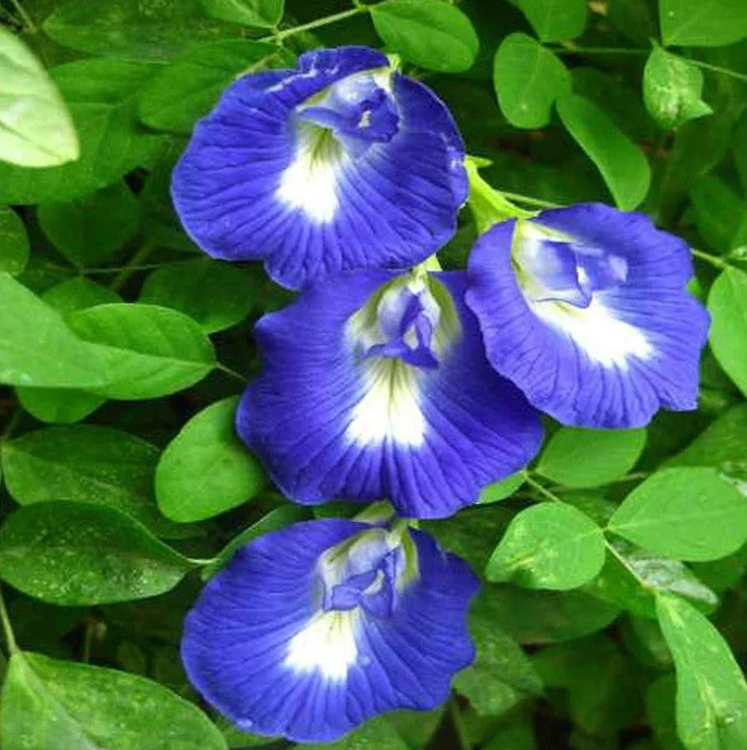 Close of Clitoria Ternatea Aparajita Shankhpushpi Single Blue flower-myBageecha