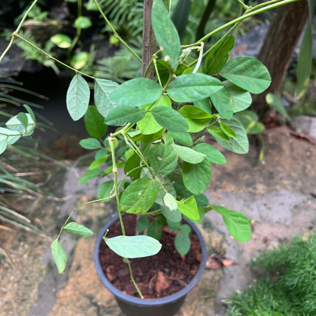 Clitoria ternatea 'Double Blue'-myBagecha