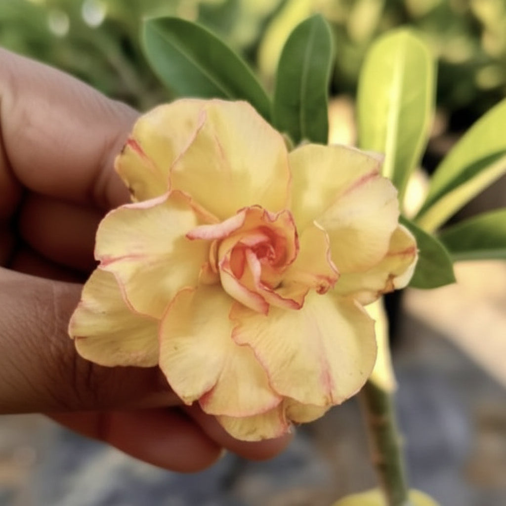 Coral Mist Adenium Plant-myBageecha