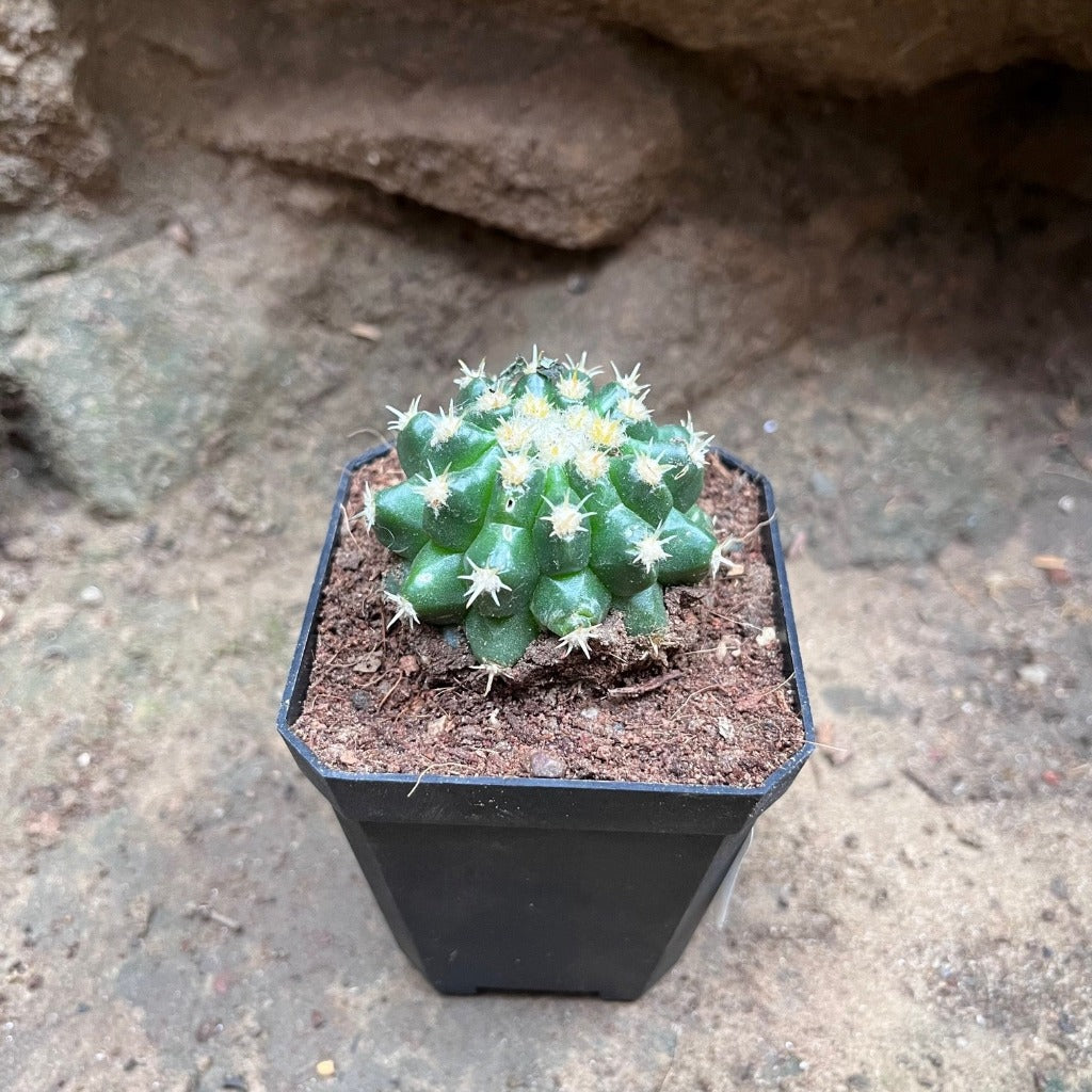 Coryphantha Elephantidens Cactus Plant - myBageecha